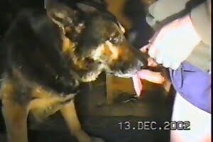 oral zoo porn,dog porn